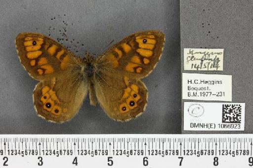 Lasiommata megera ab. pallida Gillmer, 1908 - BMNHE_1066923_28610