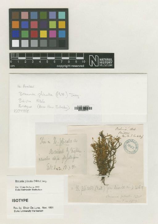 Braunia plicata (Mitt.) A.Jaeger - BM000960770_a