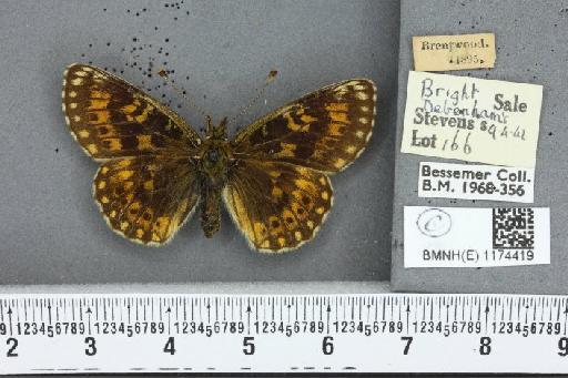 Boloria selene selene ab. intermedia Spangberg, 1876 - BMNHE_1174419_29870