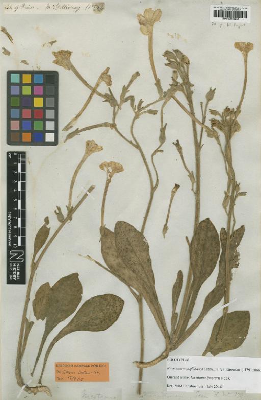 Nicotiana fragrans Hook. - BM000940953