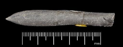 Simpsonibelus expansus (Simpson) - PI CC 1556 - belemnite