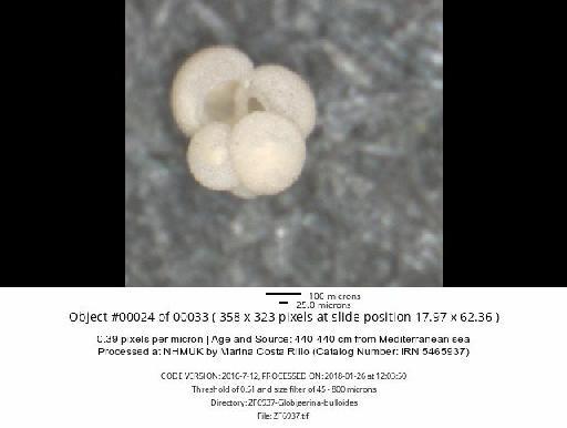 Globigerina bulloides Orbigny, 1826 - ZF6937-Globigerina-bulloides_obj00024_plane000.jpg