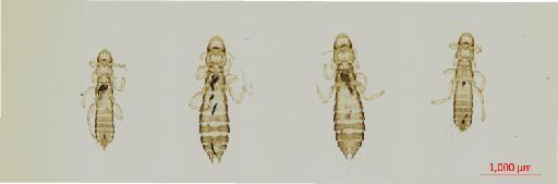 Oxylipeurus chiniri Carriker, 1944 - 010682355__2017_08_09-Scene-1-ScanRegion0