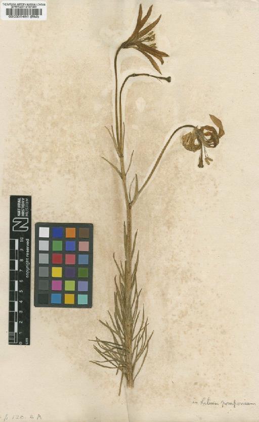 Lilium pomponium L. - BM000558493