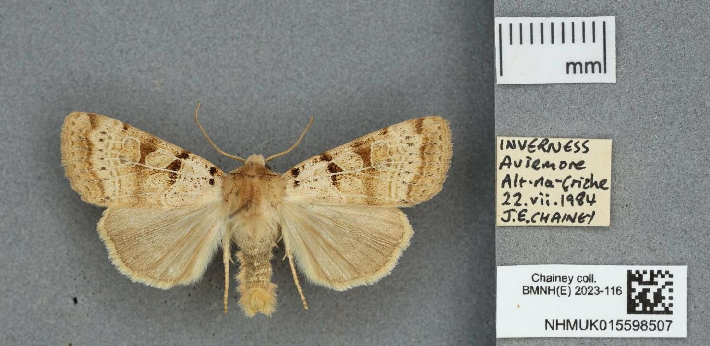 Eugnorisma depuncta