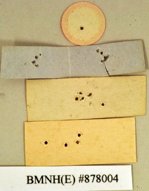 Periplaneta tetra Walker, 1868 - Periplaneta tetra Walker, F, 1868, female, holotype, labels (reverse). Photographer: Heidi Hopkins. BMNH(E)#878004