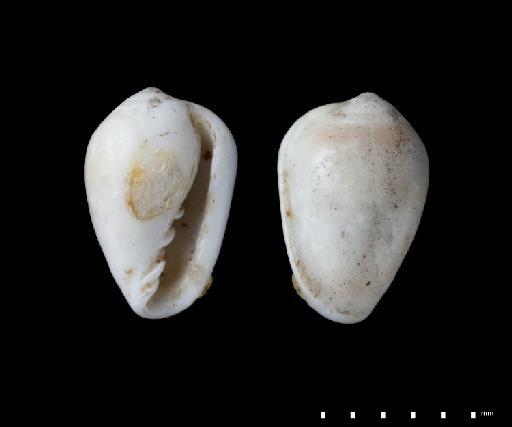 Marginella caribaea d'Orbigny, 1842 - 1854.10.4.304A