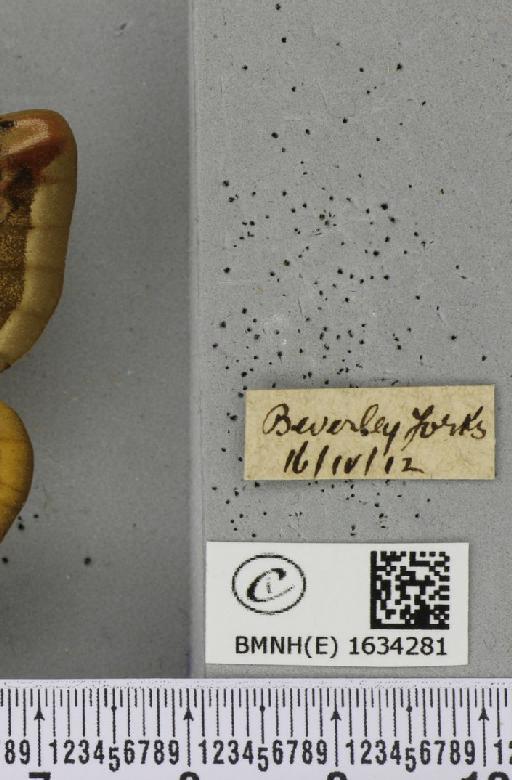 Saturnia pavonia (Linnaeus, 1758) - BMNHE_1634281_label_203297