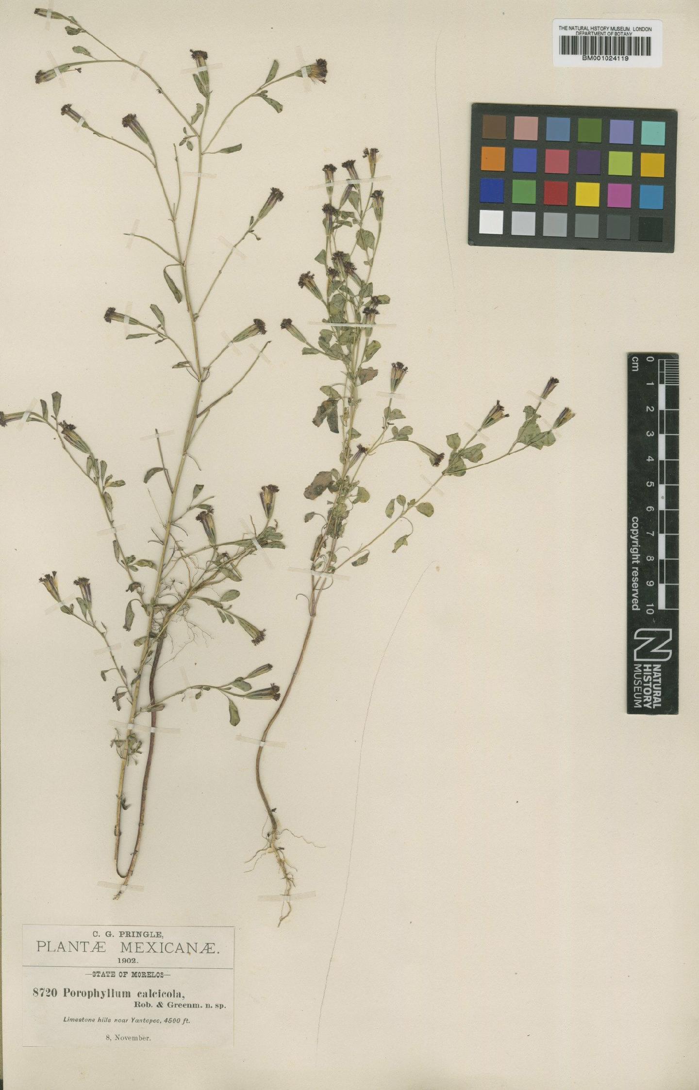 To NHMUK collection (Porophyllum calcicola B.L.Rob. & Greenm.; Type; NHMUK:ecatalogue:622873)