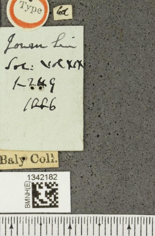 Gynandrobrotica clypeata (Baly, 1886) - BMNHE_1342182_a_label_23645