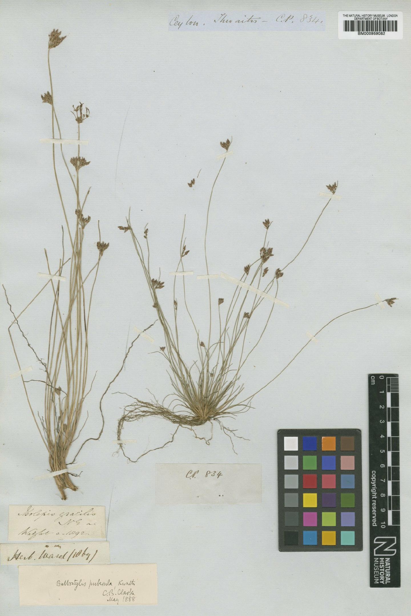 To the Natural History Museum, London (Bulbostylis puberula (Kunth) C.B.Clarke BM000959082 type 1)