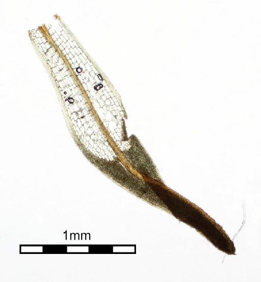 Syrrhopodon gardneri (Hook.) Schwägr. - Syrrhopodon inflexus M._BM000677918wholel