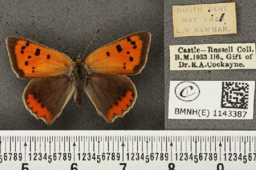 Lycaena phlaeas eleus ab. ignita Tutt, 1906 - BMNHE_1143387_108257