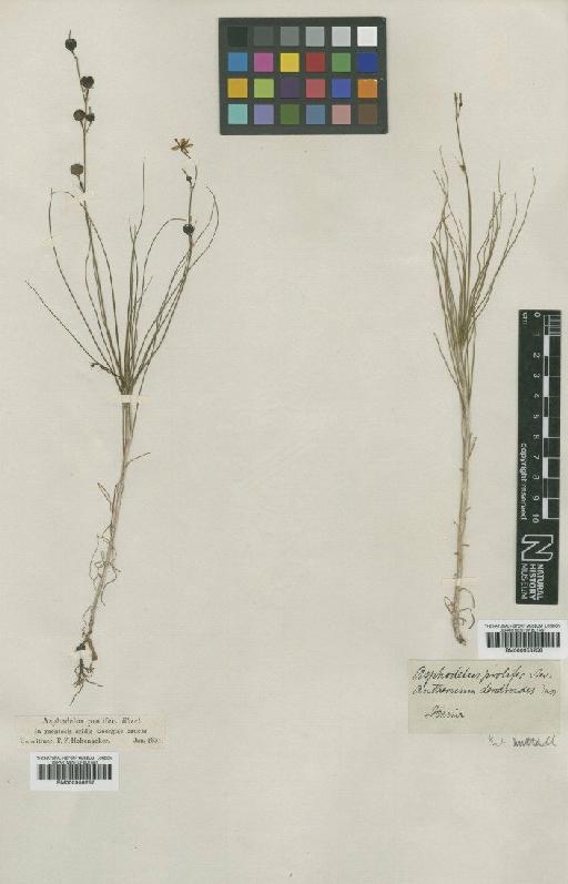 Asphodeline prolifera (M.Bieb.) Kunth - BM000958257