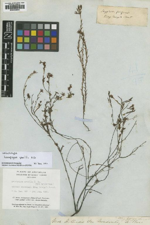 Leucopogon gracilis R.Br. - BM000929086