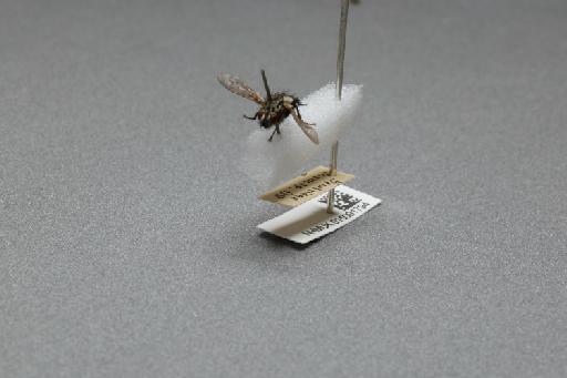 Sarcophaga (Myorhina) nigriventris Meigen, 1826 - 015091794_additional_3