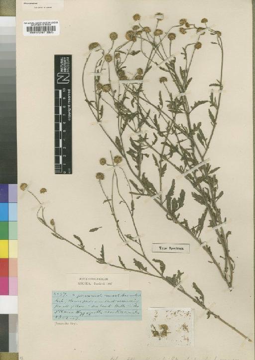 Anisopappus grangeoides Merxm - BM000546787