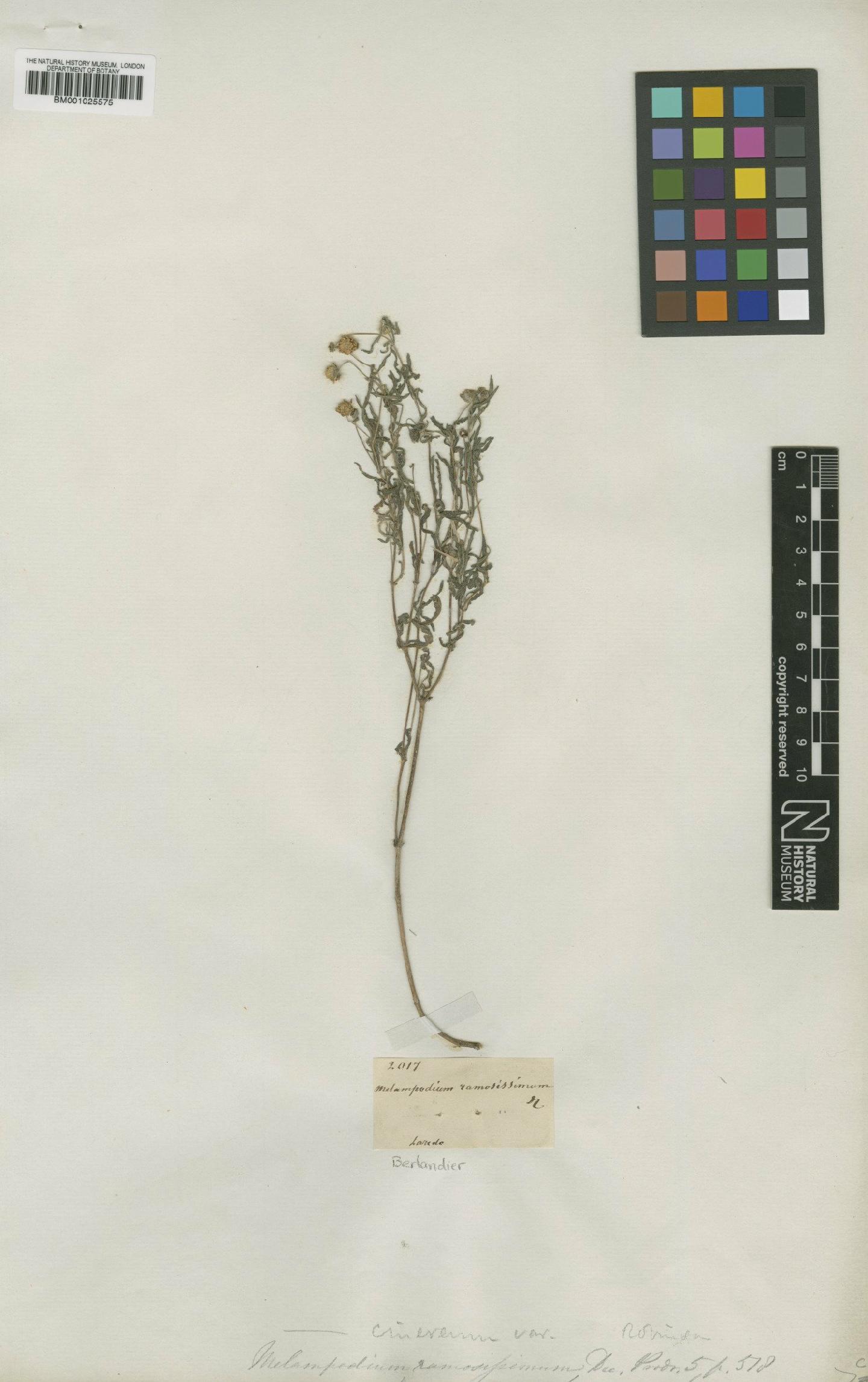 To NHMUK collection (Melampodium cinereum var. ramosissimum (DC.) A.Gray; Type; NHMUK:ecatalogue:1156197)