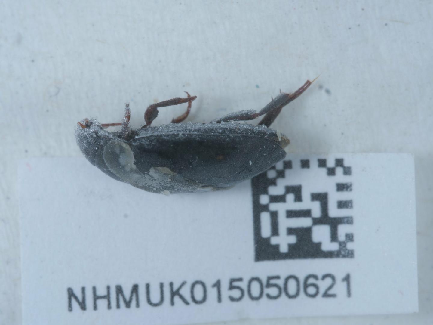 Agabus guttatus