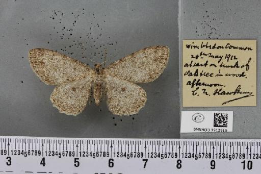 Hypomecis punctinalis (Scopoli, 1763) - BMNHE_1912910_479835