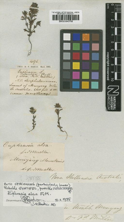 Euphrasia alsa F.Muell. - BM001040766