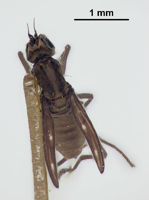 Obstinocephala tali (Jones, 1940) - Obstinocephala_tali-248116-dorsal-32_0x-scale