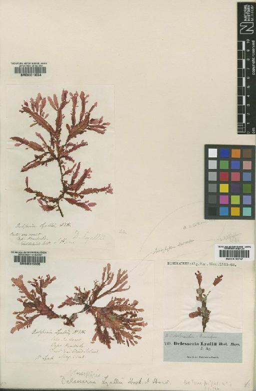 Cladodonta lyallii Harv. & Hook.f. - BM000619555