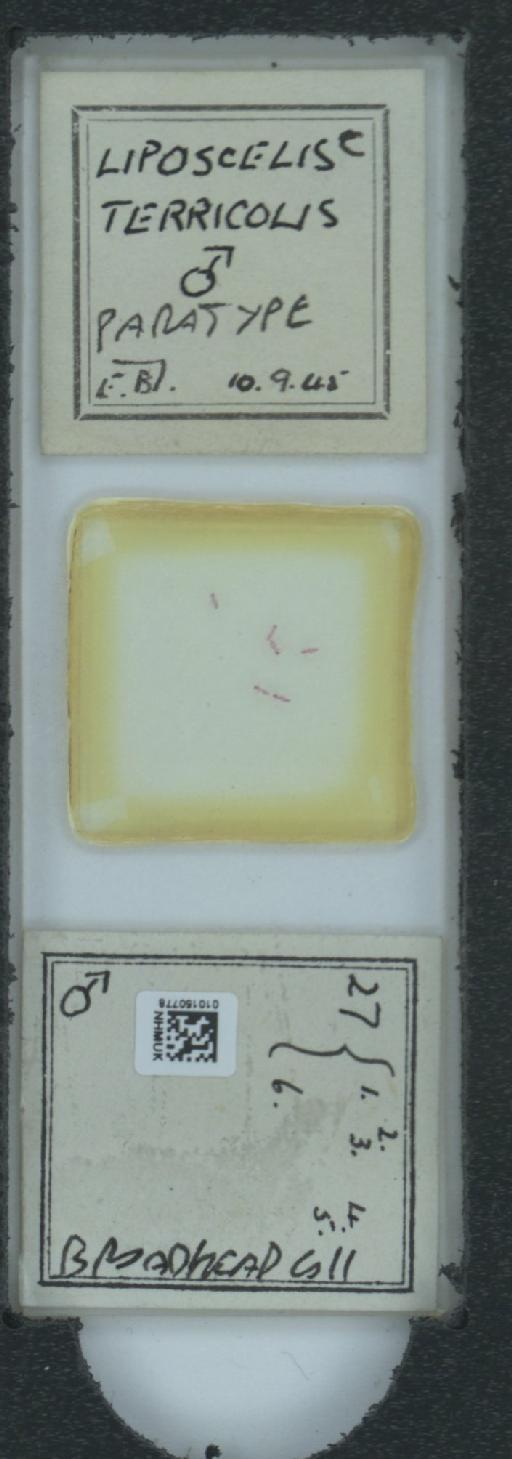 Liposcelis decolor Pearman, 1925 - 010150778_825551_538039
