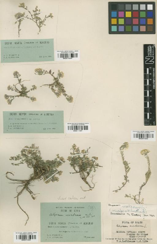 Alyssum montanum subsp. montanum - BM001118260