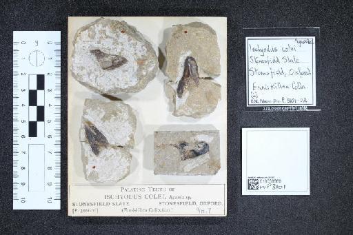 Ischyodus colei infraphylum Gnathostomata Agassiz, 1843 - 010039880_L010041001