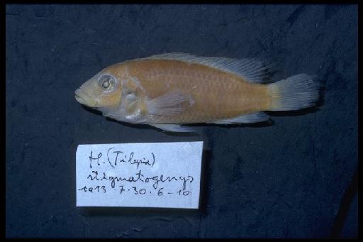 Tilapia stigmatogenys Boulenger, 1913 - Haplochromis stimatogenys; 1913.7.30.6-10