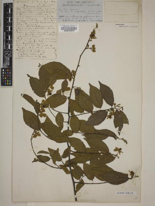 Grewia angolensis - 000630892