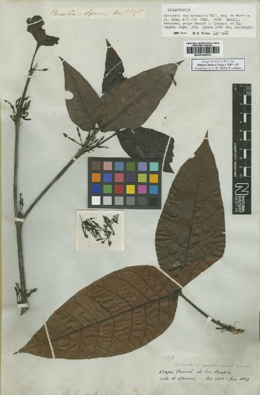 Malouetia amplexicaulis Spruce - BM000885301