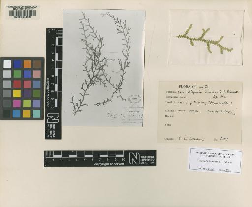 Selaginella leonardi O.C.Schmidt - BM000634429