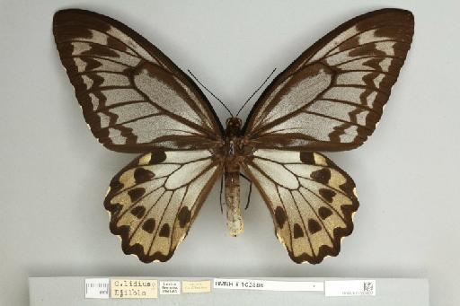 Ornithoptera croesus lydius Felder, 1865 - 013604937__