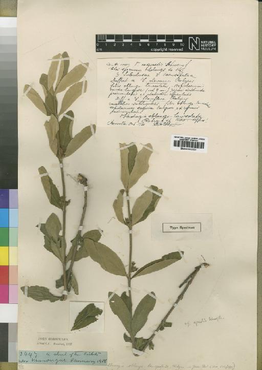 Fadogia oblongo-lanceolata Robyns - BM000903334