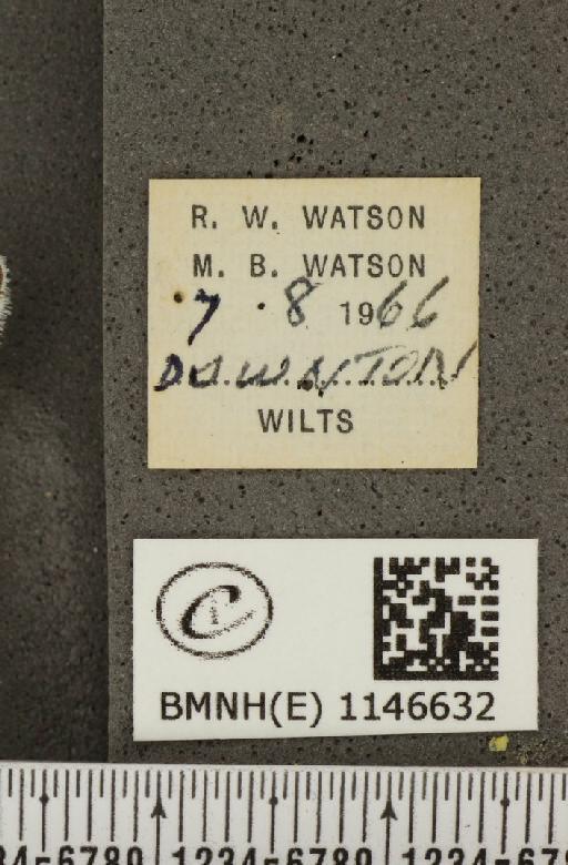 Lysandra coridon ab. ultralavendula Bright & Leeds, 1938 - BMNHE_1146632_label_100376