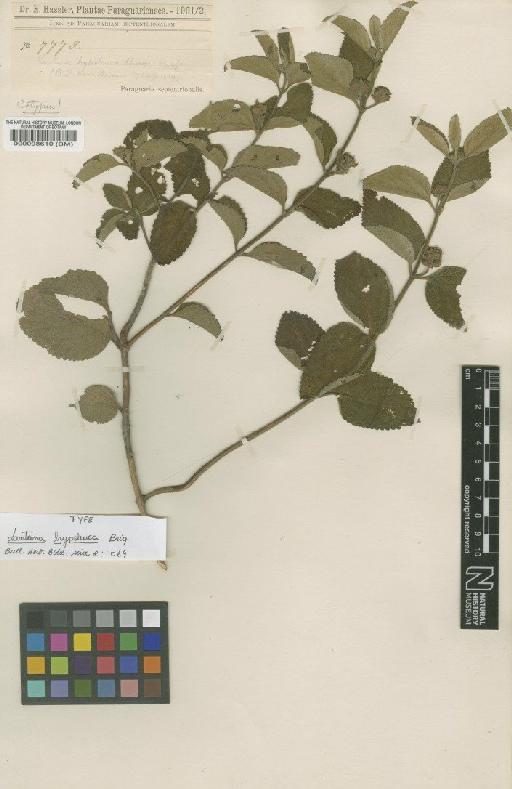 Lantana hypoleuca Briq - BM000098610