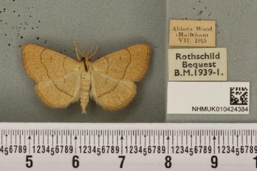 Paracolax tristalis ab. latelineata Lempke, 1947 - NHMUK_010424384_537836