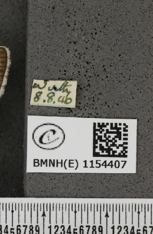 Lysandra coridon ab. albocrenata Tutt, 1910 - BMNHE_1154407_label_105581