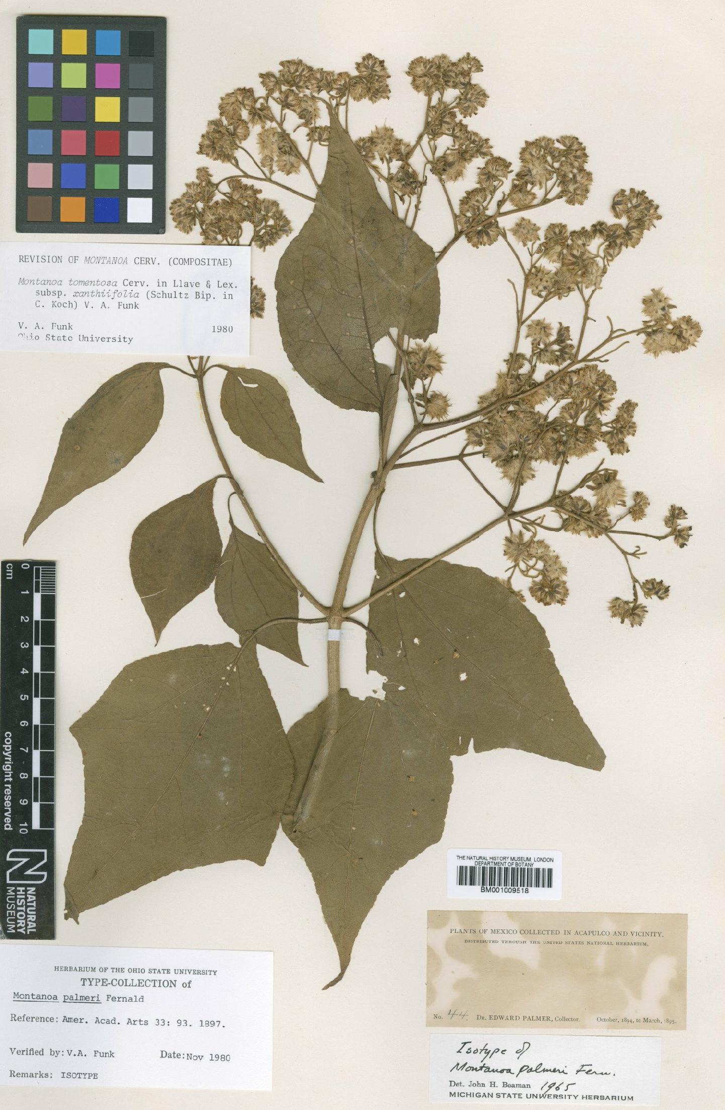 To NHMUK collection (Montanoa tomentosa subsp. xanthiifolia (Sch.Bip. ex K.Koch) V.A.Funk; Isotype; NHMUK:ecatalogue:612100)