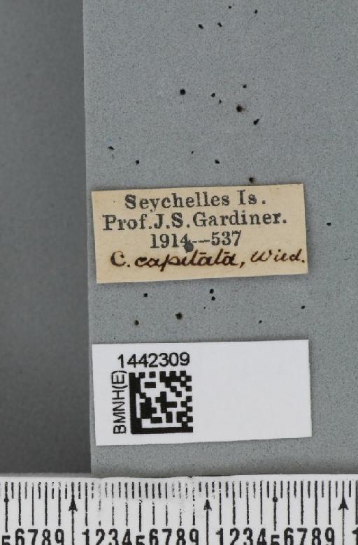 Ceratitis (Ceratitis) capitata (Wiedemann, 1824) - BMNHE_1442309_label_31054