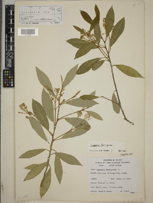 Capparis ferruginea L. - BM001259502