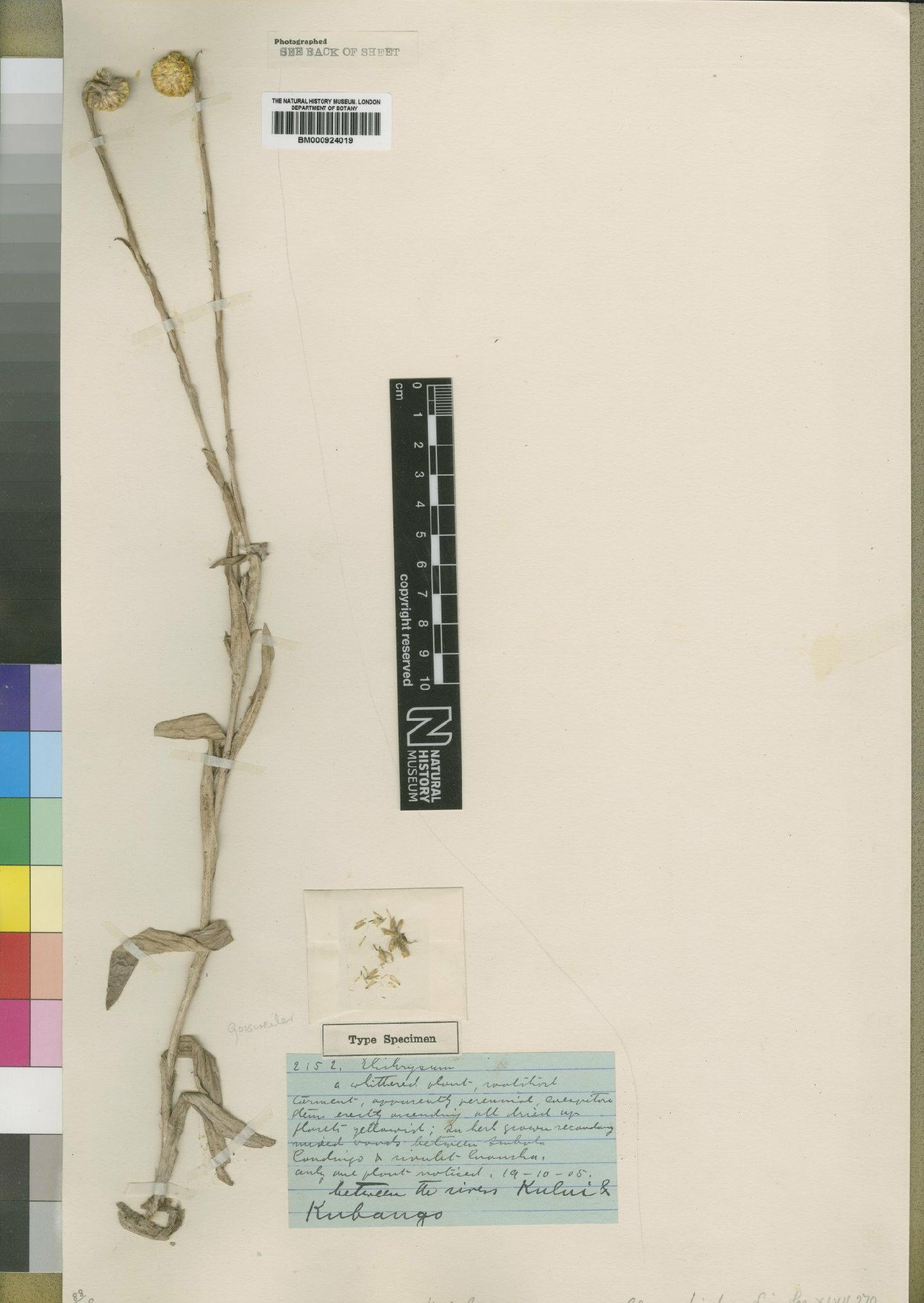 To NHMUK collection (Helichrysum concursum Moore; Type; NHMUK:ecatalogue:4529068)