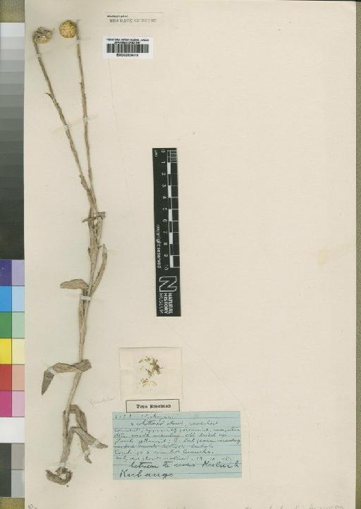 Helichrysum concursum Moore - BM000924019
