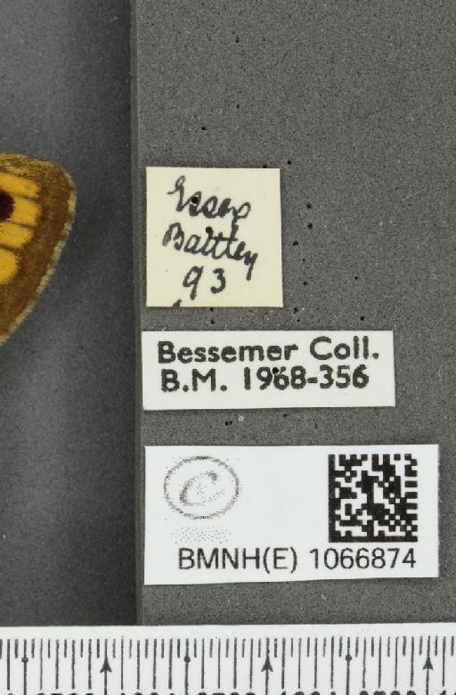 Lasiommata megera ab. biocellata Lempke, 1947 - BMNHE_1066874_label_28581