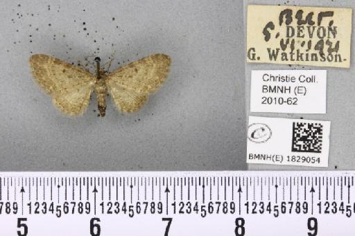 Eupithecia denotata jasioneata Crewe, 1881 - BMNHE_1829054_404943