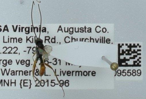 Hymenoptera Linnaeus, 1758 - 010095589.jpg