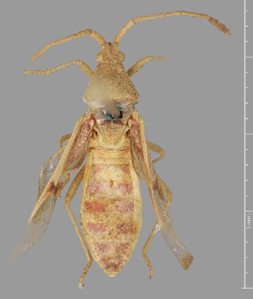 Homoeocerus montanus Distant, 1901 - Homoeocerus montanus-BMNH(E)884100-Syntype female dorsal