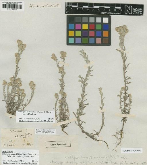 Micropus angustifolius Nutt. - BM001025537